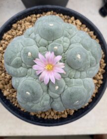 peyote