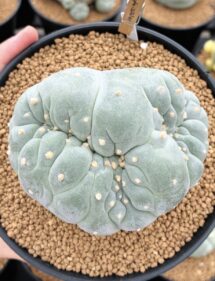 peyote