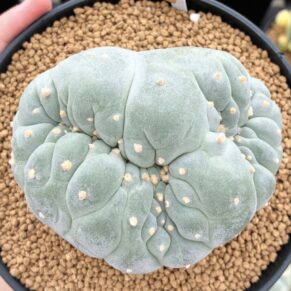 peyote
