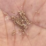 dorstenia gysophila seeds