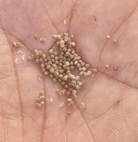 dorstenia gysophila seeds dorstenia gysophila seeds