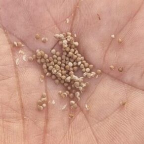 dorstenia gysophila seeds