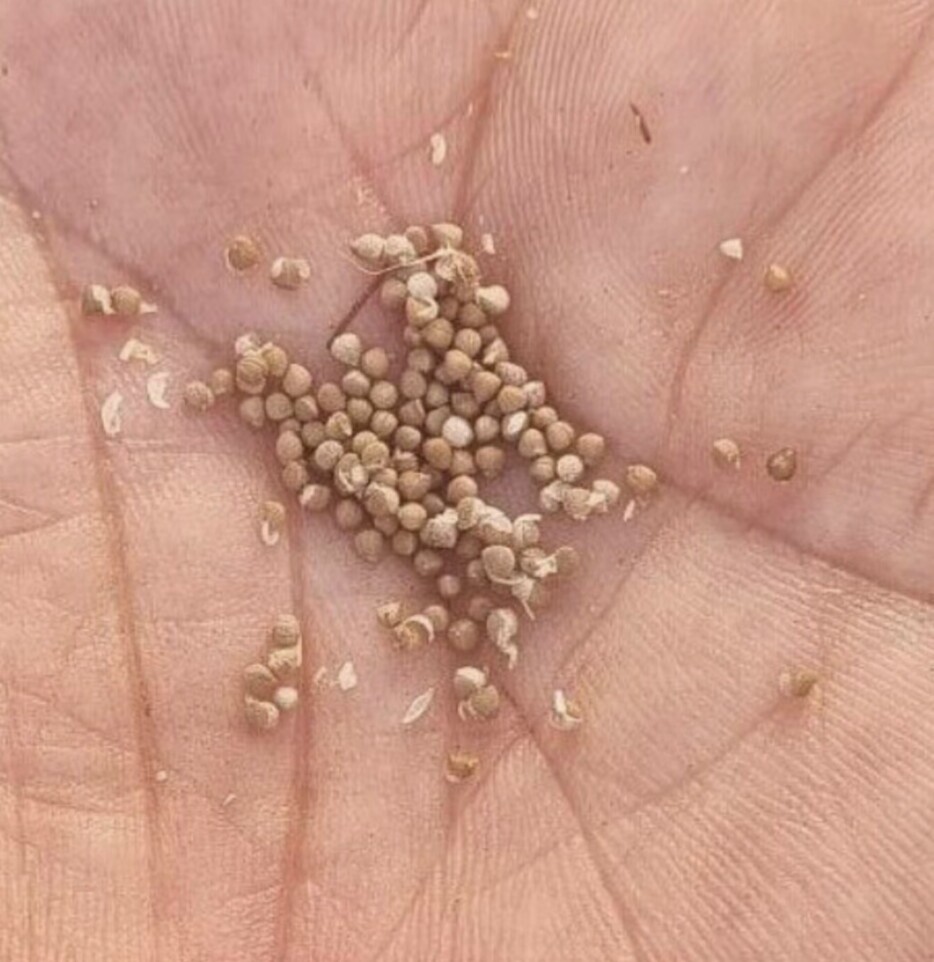 dorstenia gysophila seeds