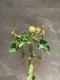 Dorstenia gysophila seeds