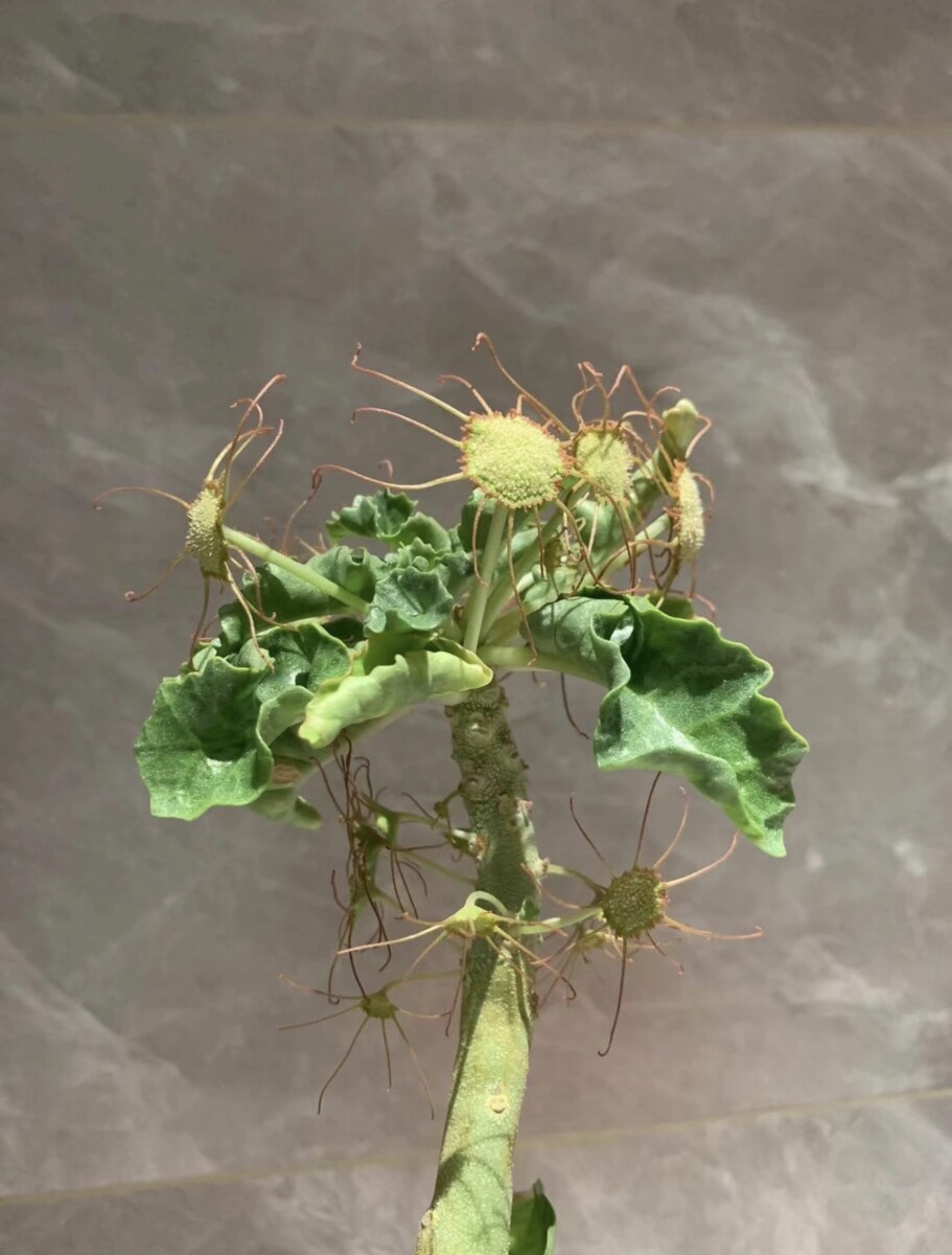 dorstenia gysophila seeds