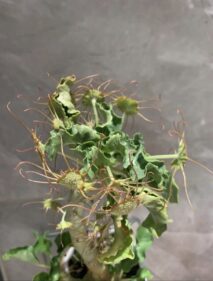 dorstenia gysophila seeds