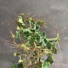 dorstenia gysophila seeds