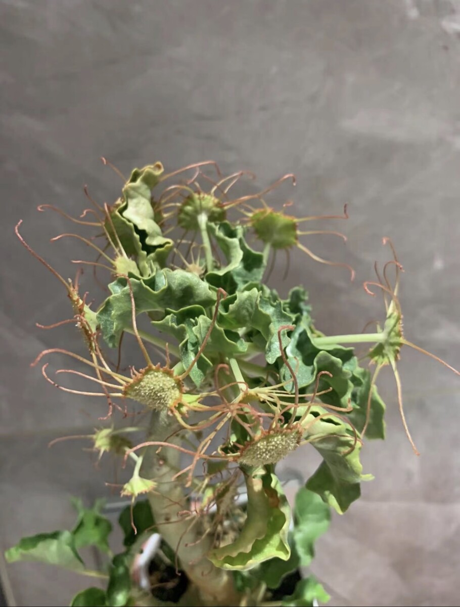 dorstenia gysophila seeds