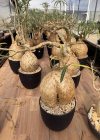pachypodium bispinosum