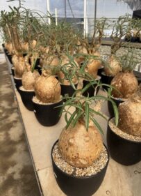 pachypodium bispinosum
