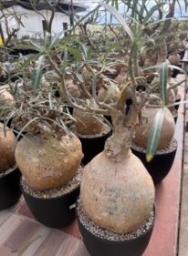 pachypodium bispinosum