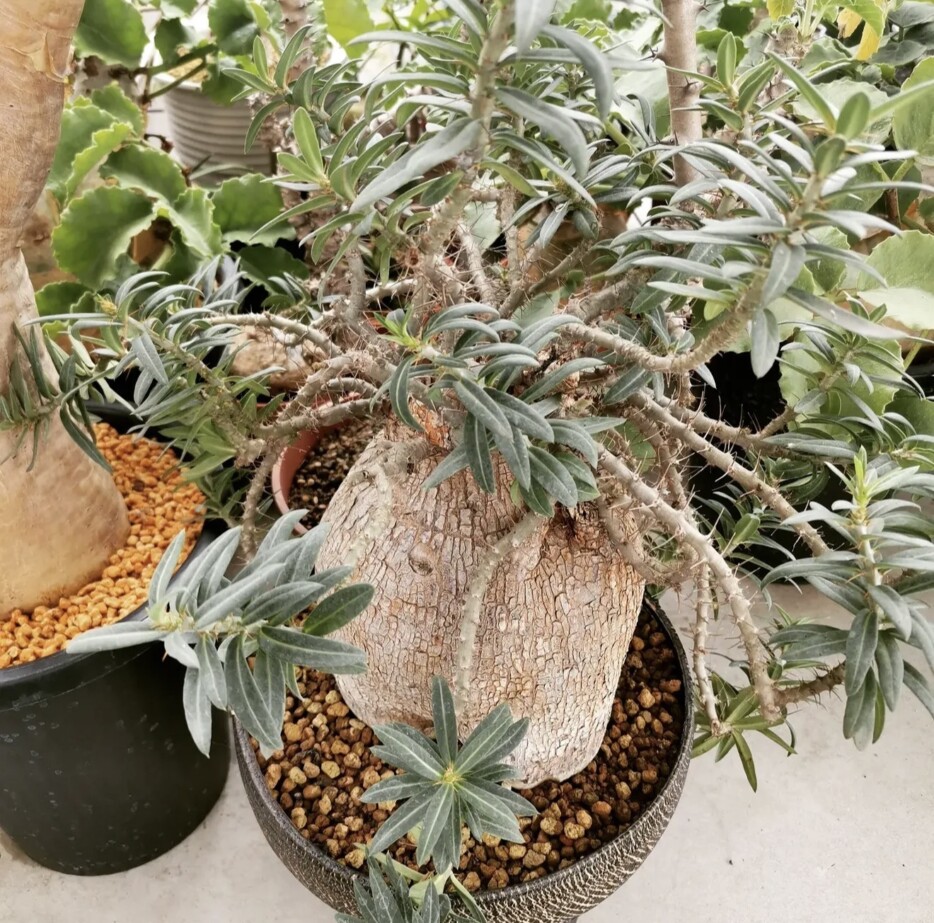 pachypodium bispinosum