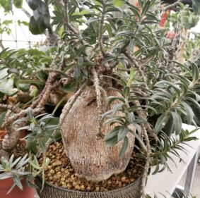 pachypodium bispinosum