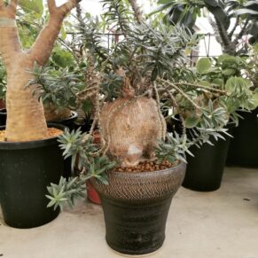 pachypodium bispinosum