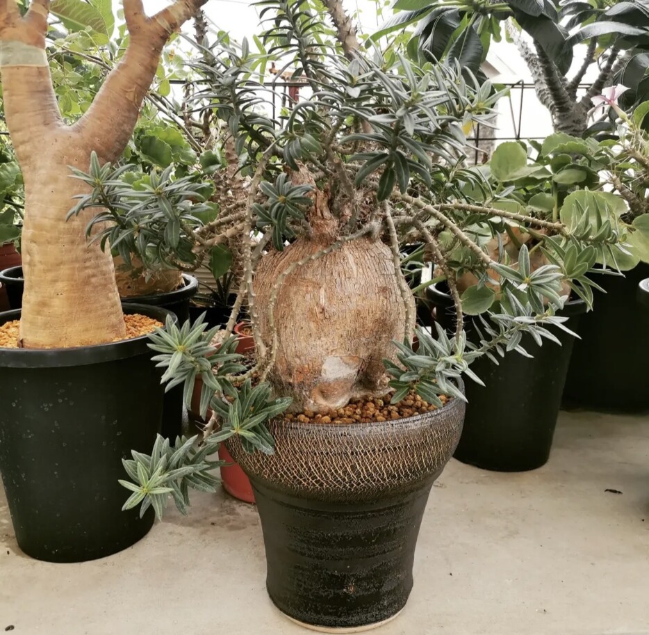 pachypodium bispinosum