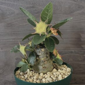 Dorstenia Foetida