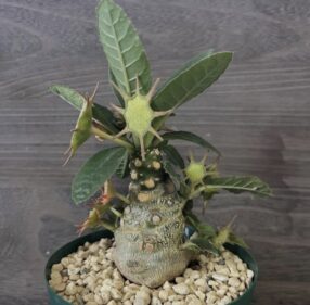 Dorstenia Foetida