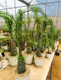 fouquieria purpusii