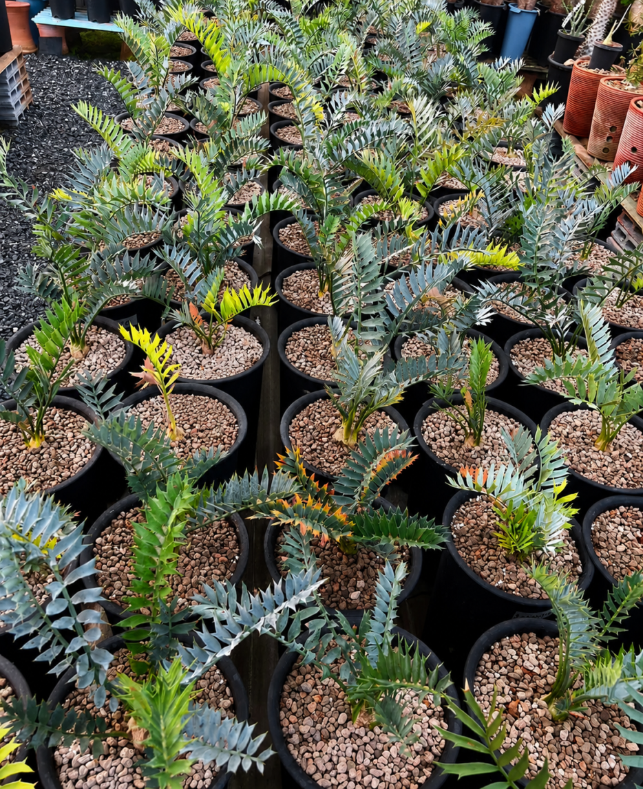 25+ Amazing Caudex Seedlings for Sale