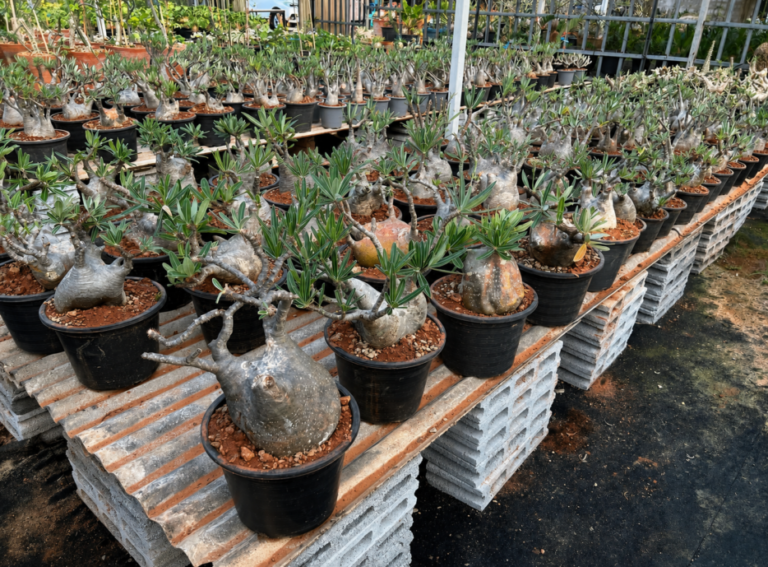 rare caudexplants for sale