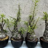 fouquiera purpusii