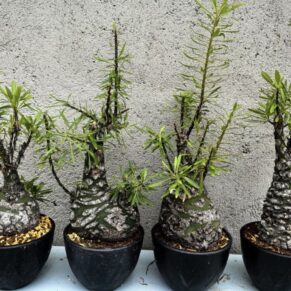 fouquiera purpusii