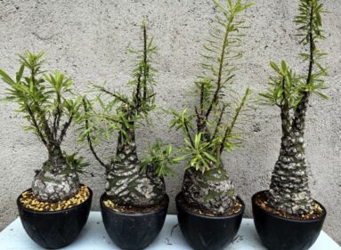fouquieria purpusii