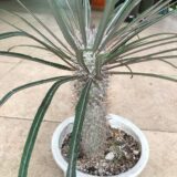 pachypodium geayi
