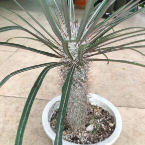 pachypodium geayi