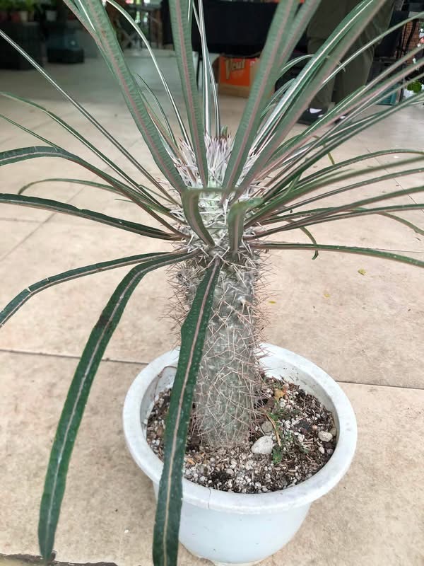 pachypodium geayi