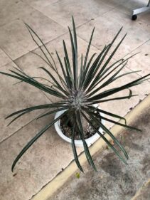 pachypodium geayi