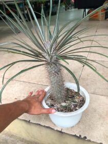 pachypodium geayi