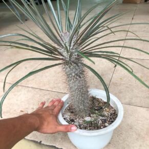 pachypodium geayi