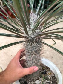 pachypodium geayi