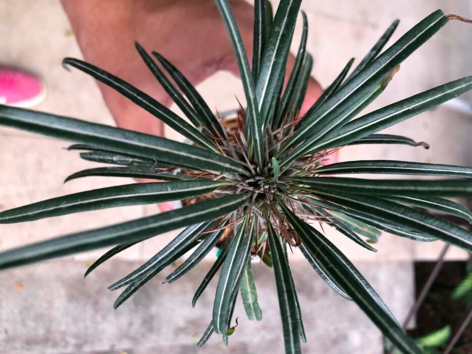 pachypodium geayi