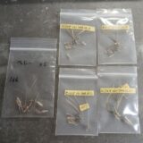 sarcocaulinum peniculinum seeds for sale