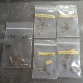 sarcocaulinum peniculinum seeds for sale