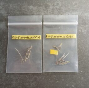 sarcocaulon peniculinum seeds for sale 