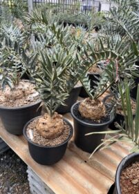 rare caudex plants for sale