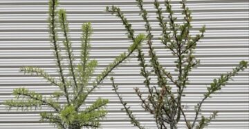 fouquieria purpusii rare caudex plants 
