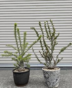 fouquieria purpusii