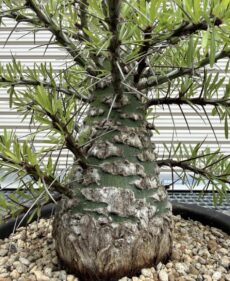 fouquieria purpusii