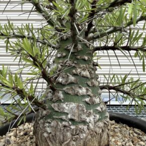 fouquieria purpusii