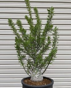 fouquieria purpusii