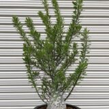 fouquieria purpusii