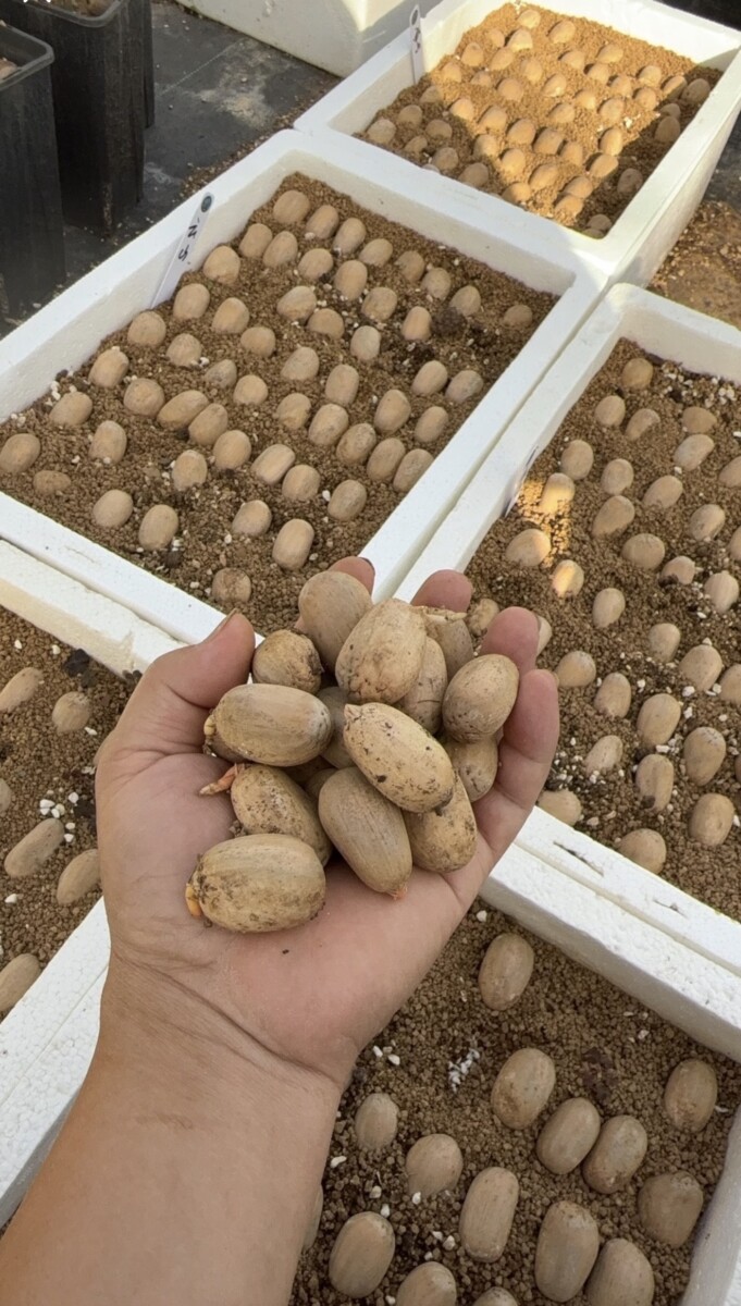 Seeds: 500+ Amazing Caudex Plant Seeds for Sale