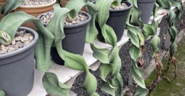 welwitschia mirabilis rare caudex plant