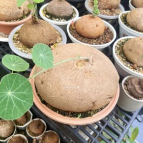 stephania erecta