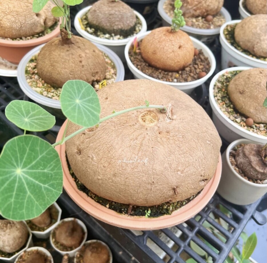 stephania erecta