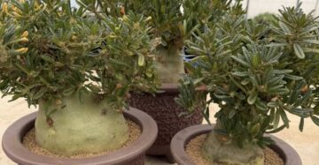 dorstenia gigas a rare caudex plant from socotra